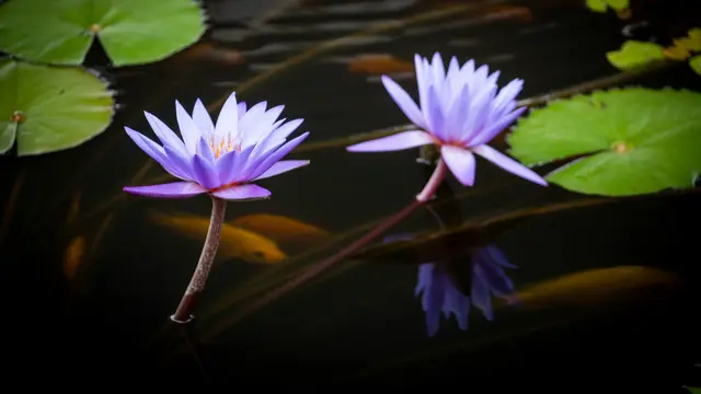 Teratai di Kolam Ikan