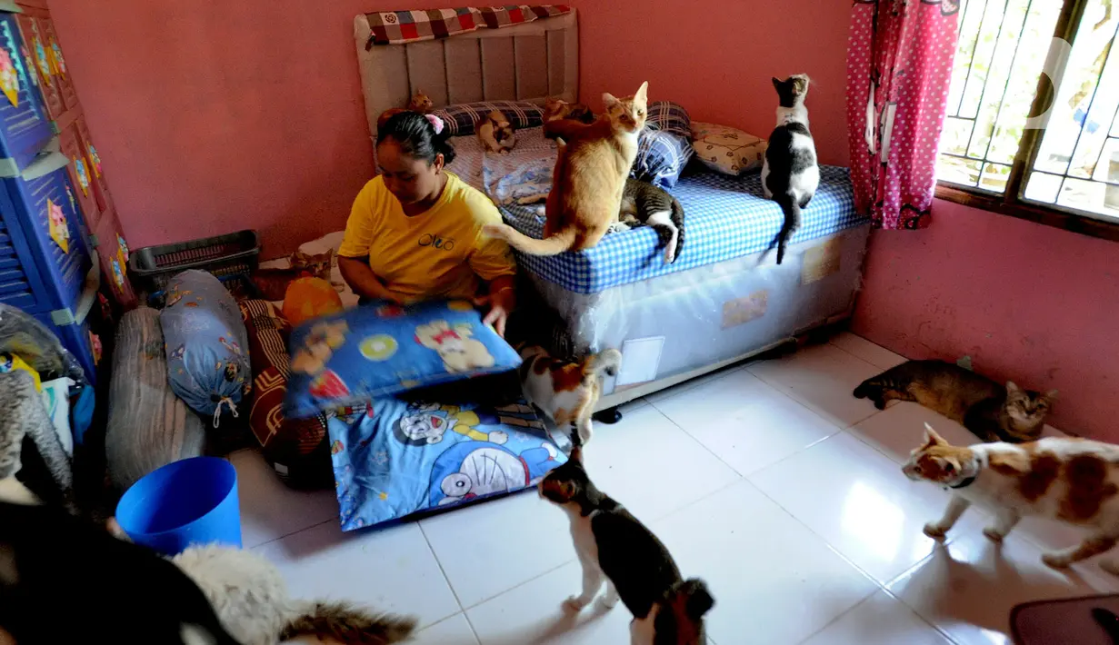 Ia merasa kasihan dan berpikir siapa lagi yang akan merawat kucing-kucing tersebut selain dirinya. Selanjutnya kucing-kucing lokal dipelihara di rumah dan berkembang menjadi tiga puluh ekor. Namun, seiring berjalannya waktu, keluarganya mendapat protes dari para tetangga. (merdeka.com/Arie Basuki)