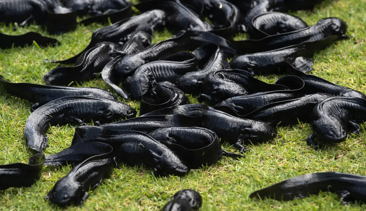 Hewan sejenis amfibi Ajolote (Ambystoma mexicanum) berada di pusat konservasi saat Ajolote Preservation Event di mana tindakan pelestarian spesies endemik yang terancam punah ini dibahas di Xochimilco, Mexico City, Meksiko, 16 Februari 2022. (CLAUDIO CRUZ/AFP)