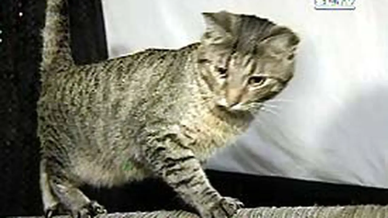 150703dLnKucing.jpg