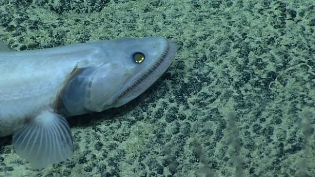 Lizzardfish. (Sumber NOAA)