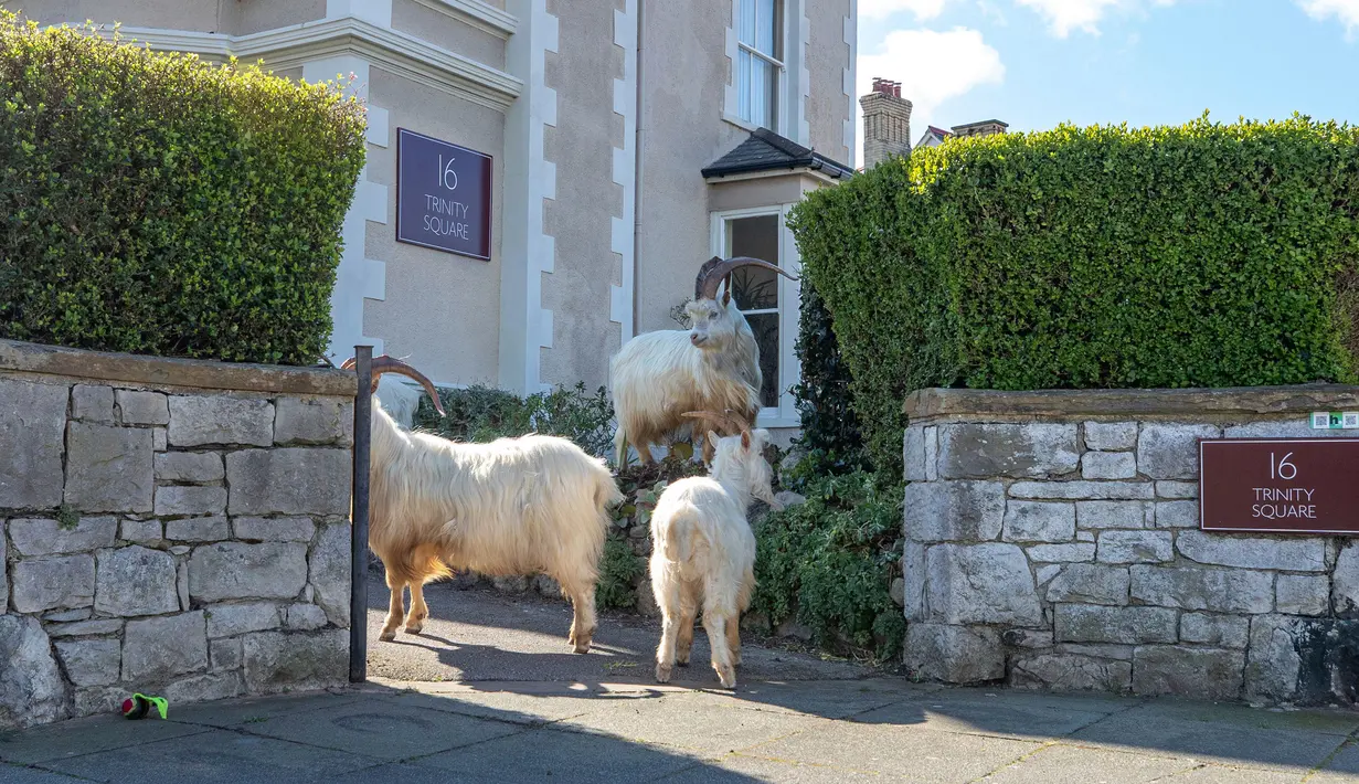 Kawanan kambing berjalan di jalan-jalan yang sepi di Llandudno, Wales utaraGerombo, Selasa (31/3/2020). Kambing-kambing liar tersebut berkeliaran di jalanan kota yang tampak lengang selama pemberlakuan lockdown dalam upaya membatasi penyebaran virus corona di Kawasan tersebut. (Pete Byrne/PA via AP)