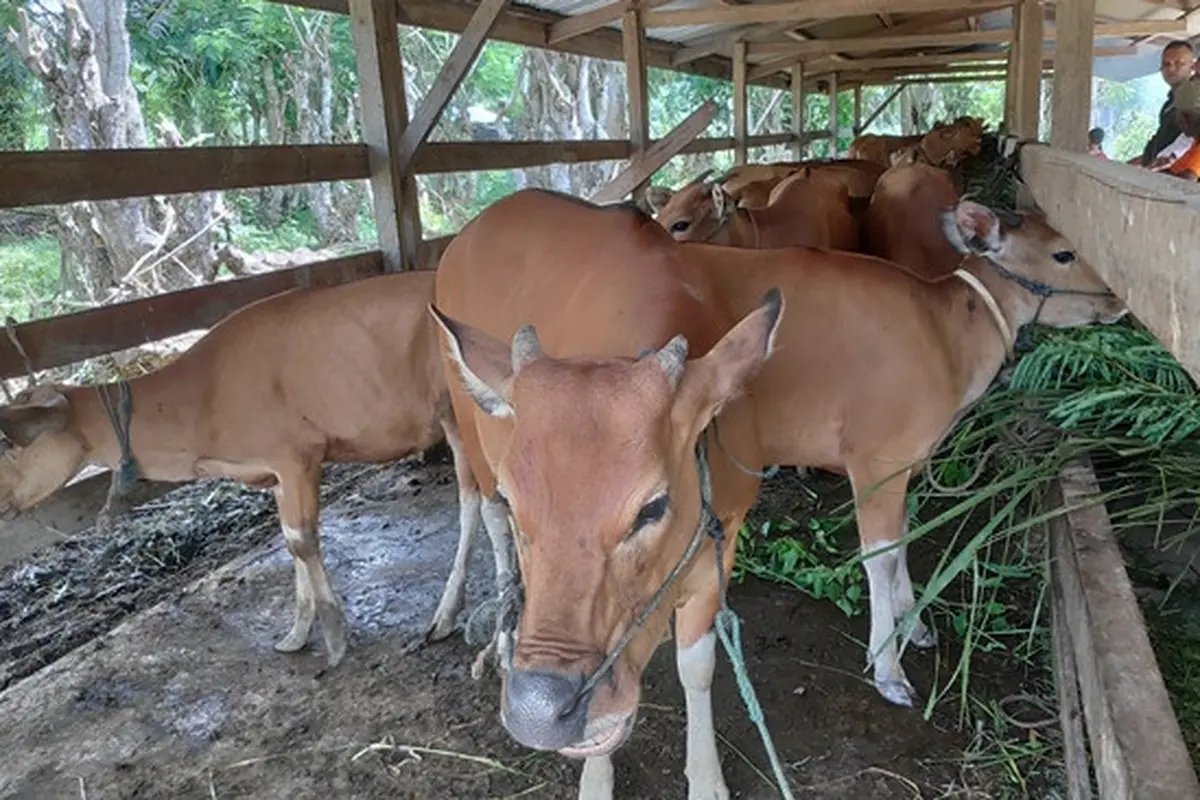Ilustrasi peternakan sapi.