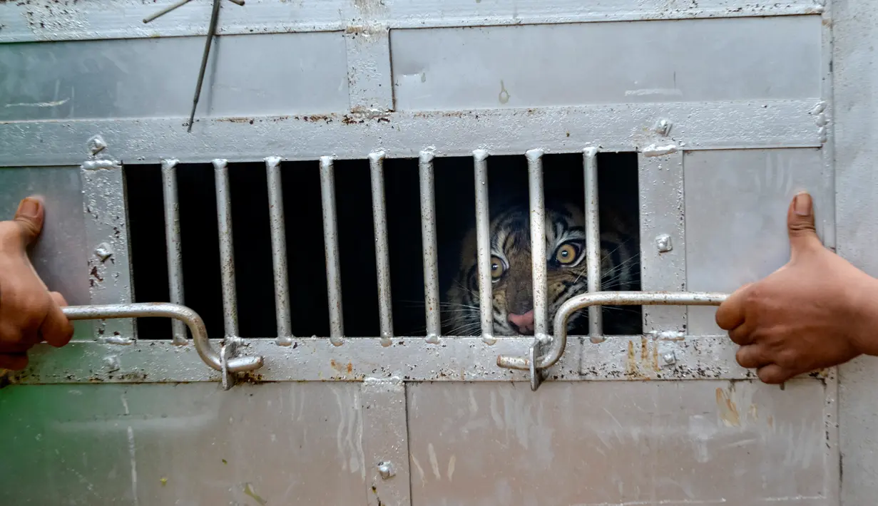 Harimau sumatra liar yang berhasil ditangkap berada dalam kandang evakuasi di Desa Singgersing, Kota Subulussalam, Aceh, Minggu (8/3/2020). BKSDA Aceh mendatangkan pawang dan memasang perangkap untuk menangkap harimau yang selama ini memangsa ternak warga di daerah itu. (CHAIDEER MAHYUDDIN/AFP)