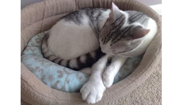 10 Potret Kucing Setelah Disengat Lebah Ini Bikin Kasihan