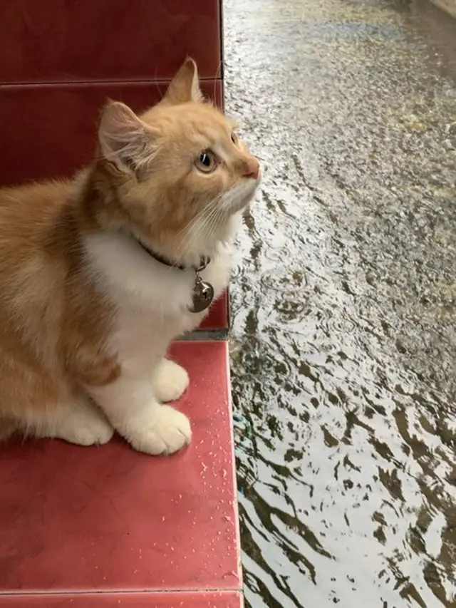 6 Potret Kucing Lihat Hujan Ini Bak 'Anak Senja', Bikin Gemas