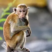 Ilustrasi Monyet (iStock)