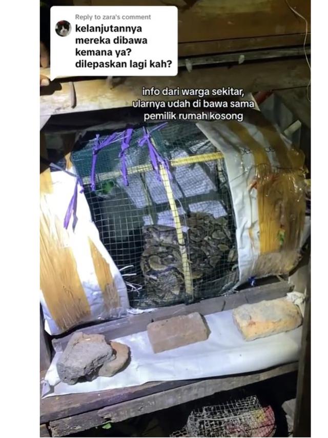 Viral Penemuan 14 Ular di Rumah Kosong Terbengkalai, Bikin Resah Warga