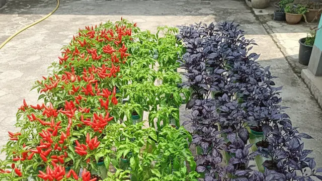 Ide Kebun Cabai Campuran Jenis di Satu Lahan. AI
