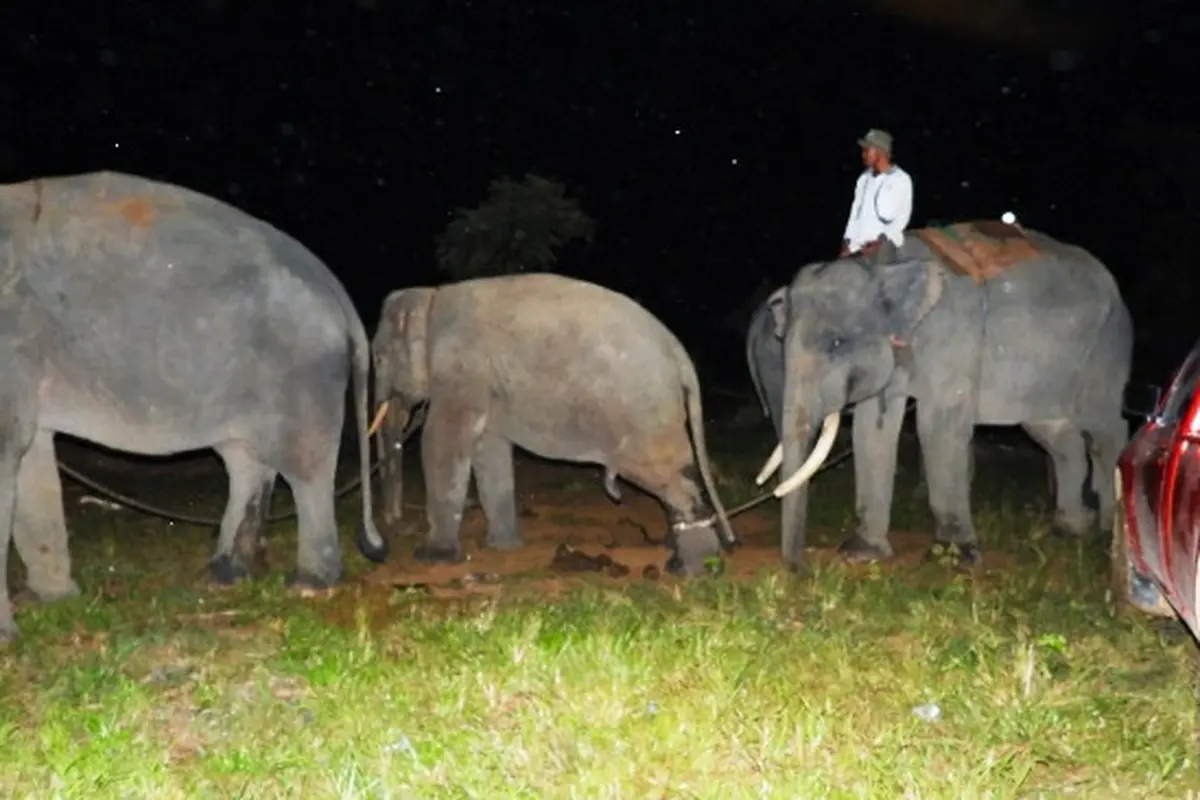 Gajah jinak yang pernah dikerahkan BBKSDA Riau untuk menggiring gajah masuk kebun warga.