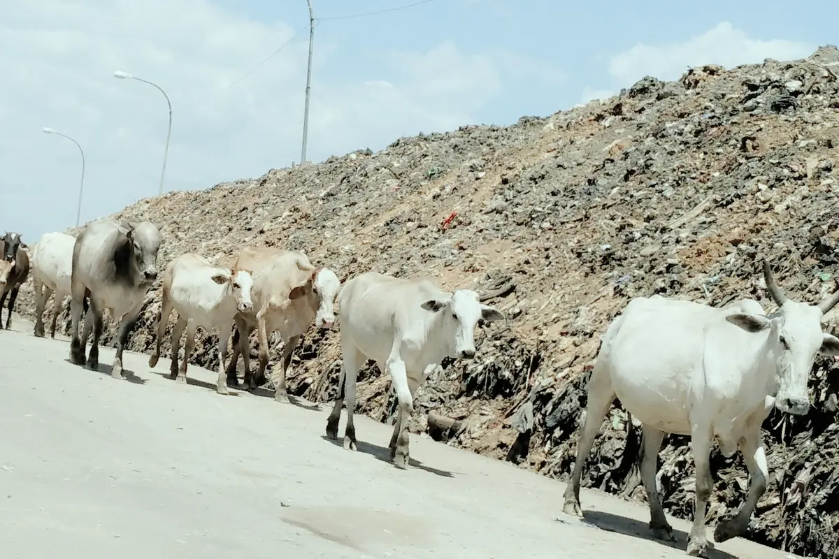 sapi makan sampah makassar