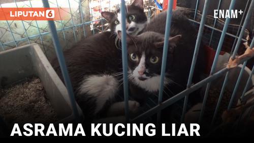 VIDEO: Tukang Bangunan Penyelamat Kucing Liar