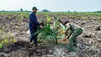 Petugas BBKSDA Riau mencabut sawit di Cagar Biosfer yang sebelumnya ditanam pecatan TNI. (Liputan6.com/Dok BBKSDA Riau/M Syukur)