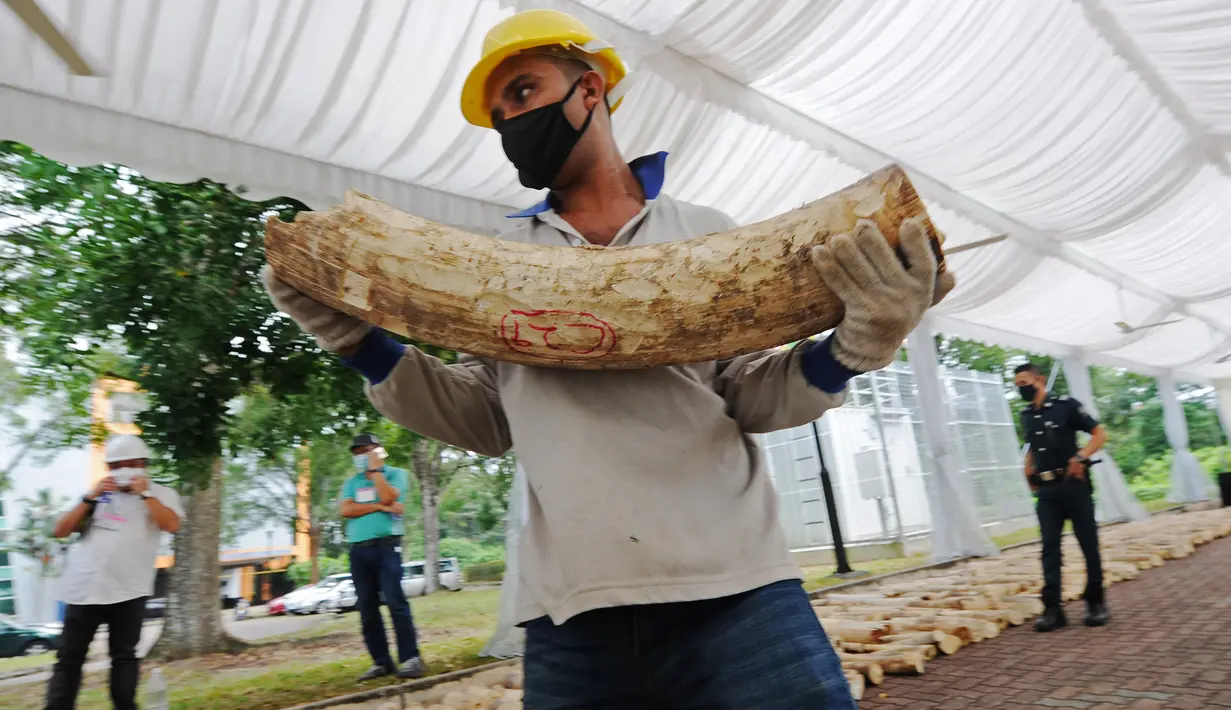 Pekerja memindahkan gading gajah sitaan untuk dimusnahkan dalam rangka memperingati Hari Gajah Sedunia yang jatuh pada 12 Agustus di salah satu fasilitas Dewan Taman Nasional (National Parks Board/NParks) Singapura, Selasa (11/8/2020). Sembilan ton gading gajah dimusnahkan. (Xinhua/Then Chih Wey)