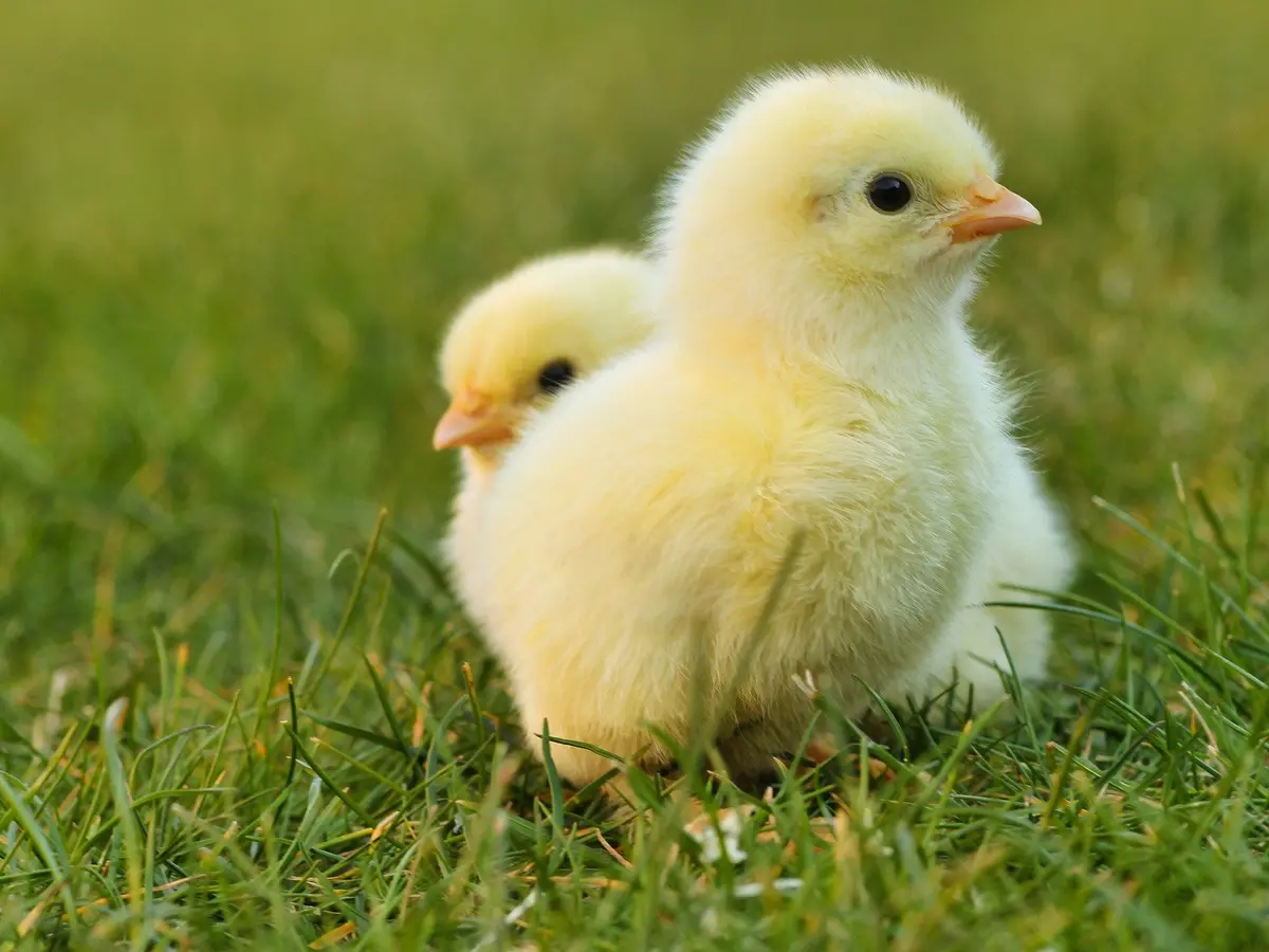 8 Arti Mitos Mendengar Suara Anak Ayam Malam Hari, Pertanda Adanya  Kematian? - Ragam Bola.com