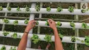 Karyawan memetik sayur hidroponik jenis bayam di Serua Farm, Bojongsari, Depok, Jawa Barat, Jumat (26/6/2020). Kebun sayur yang berdiri di atas lahan seluas 1200 meter persegi dengan 25.000 lubang tanam menyediakan sayuran hidroponik bebas pestisida. (Liputan6.com/Fery Pradolo)