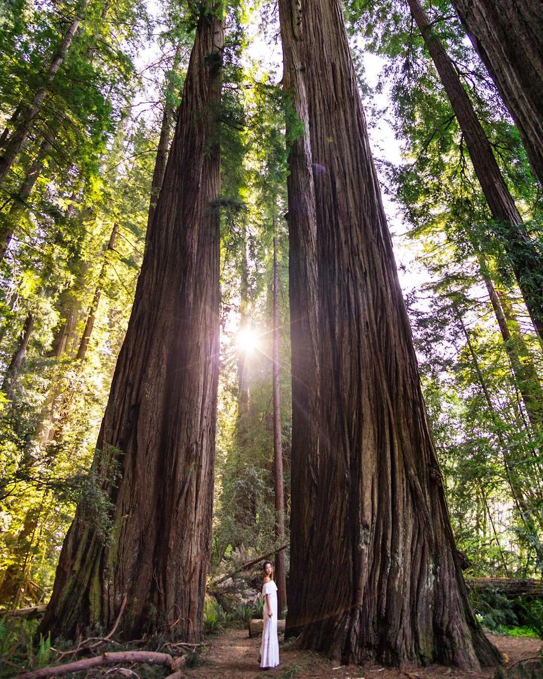 Redwood National Park, California, Amerika Serikat. (Sumber Foto: aaliceinwonderland/Instagram)