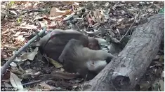 Monyet kecil itu seperti kebingungan memikirkan apa yang terjadi pada ibunya yang telah terbujur kaku.