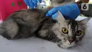 Dokter hewan dari  Suku Dinas Ketahanan Pangan Kelautan dan Pertanian Jakarta Selatan menyuntikkan vaksin antirabies kepada seekor kucing di Perumahan Bumi Karang Tengah, Jakarta Selatan, Selasa (21/9/2021). Kegiatan ini dilakukan secara gratis. (merdeka.com/Arie Basuki)