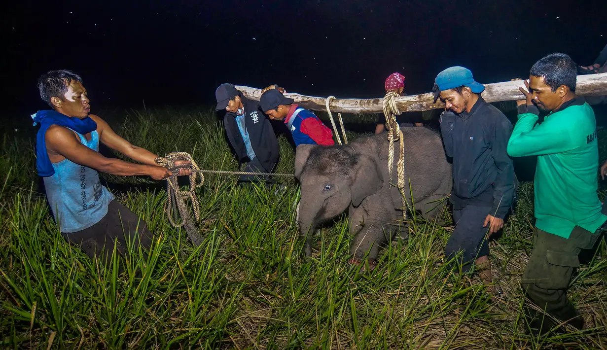 Petugas medis Balai Besar Konservasi Sumber Daya Alam (BBKSDA) Provinsi Riau mengevakuasi seekor anak gajah sumatera liar yang terluka di Siak, Riau, Rabu (16/10/2019). BBKSDA Riau harus mengevakuasi satwa dilindungi itu ke Pusat Pelatihan Gajah di Minas untuk perawatan selanjutnya. (WAHYUDIE/AFP)