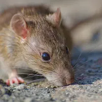 Sahabat Fimela, tikus mungkin tampak sepele dan seringkali jadi target  kucing peliharaan kita di rumah, tapi ternyata bisa membawa virus Hanta yang mematikan, lho! Yuk, kenali gejala dan penyebabnya di sini sebelum terlambat!  (Foto dok: Freepik/wirestock).