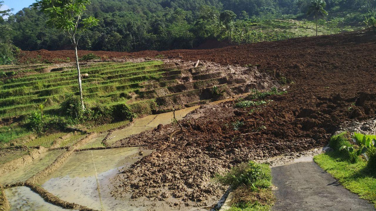 Tebing Setinggi 15 Meter Longsor di Brebes, 14 Petani Hilang