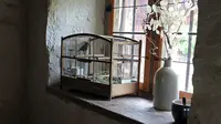Baca ini Sebelum Pelihara Burung di Rumah!