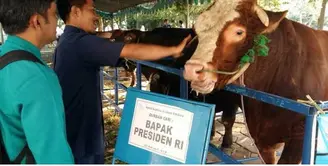 Presiden Joko Widodo membagikan hewan kurban untuk 33 provinsi di Indonesia. (Via Twitter/@Infolomba)