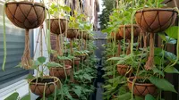 8 Ide Kebun Sayur di Pot Gantung Sabut Kelapa Alami, Solusi Hijau Lahan Sempit