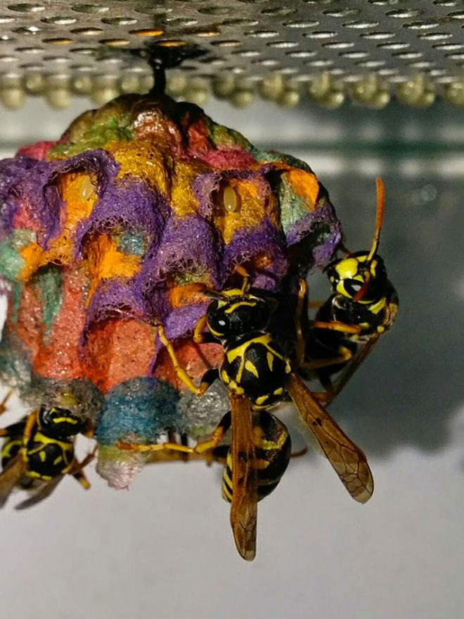 Diberi Makanan  Kertas Berwarna Lebah  Ini Hasilkan Sarang 