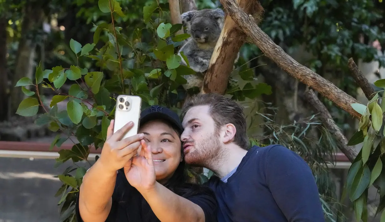 Sebelum dilepaskan, para peneliti menandai koala dengan olesan pewarna merah muda di punggung mereka, untuk memastikan hewan yang sama tidak tertangkap dua kali. (AP Photo/Mark Baker)