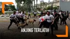 Mantan Kepala Badan Intelijen Negara (BIN), AM Hendropriyono, mendemonstrasikan kemampuan puluhan anjing impor terlatih di kediamannya di bilangan Senayan, Jakarta Pusat. Hendro menyatakan, siap membantu aparat TNI-Polri menjaga demonstrasi 22 Mei di...