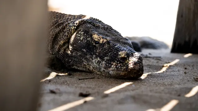 Taman Nasional Komodo