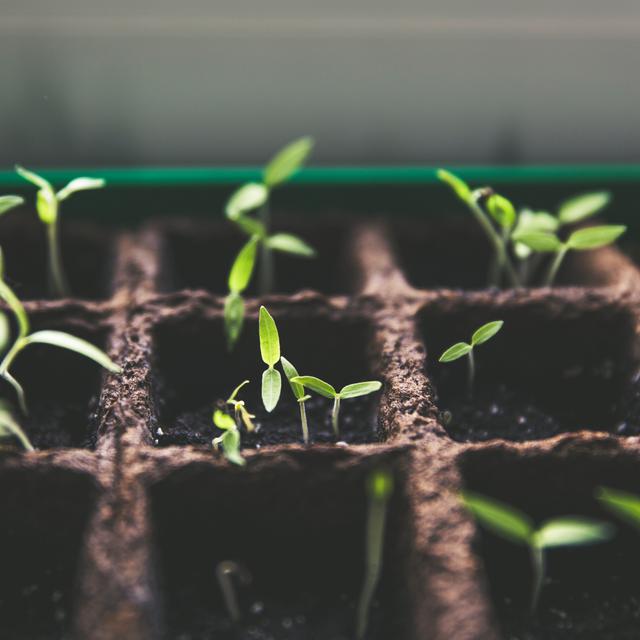 Mengenal Ciri Ciri Makhluk Hidup Mulai Dari Manusia Hewan Dan Tumbuhan Hot Liputan6 Com