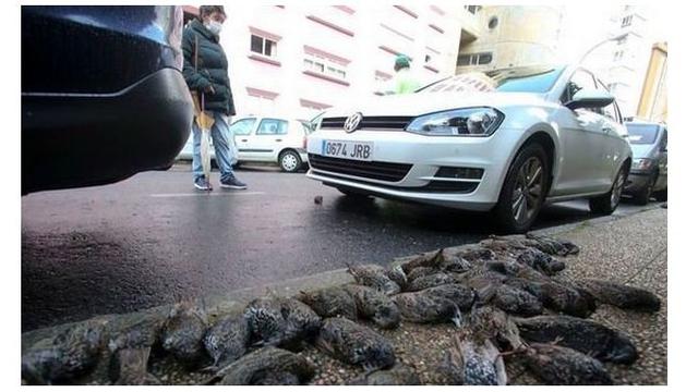 Ratusan Burung Mati Mendadak Secara Misterius di Sekitar Rumah Sakit Jadi Sorotan