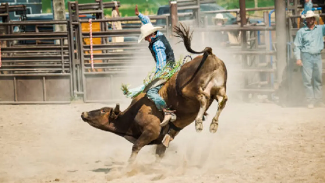 Ilustrasi rodeo (iStock)