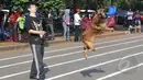 Salah satu lomba ketangkasan saat Purina Alpo Dog Run 2015 di Lapangan Parkir Timur Senayan, Jakarta, Minggu (24/5/2015). Acara tersebut dimanfaatkan para pemilik anjing untuk berbagi informasi. (Liputan6.com/Herman Zakharia)