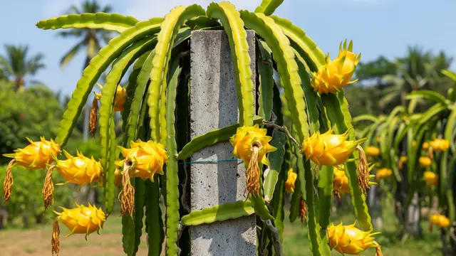 Kiat Sukses Budidaya Buah Naga Kuning agar Tumbuh Subur dan Berbuah Manis