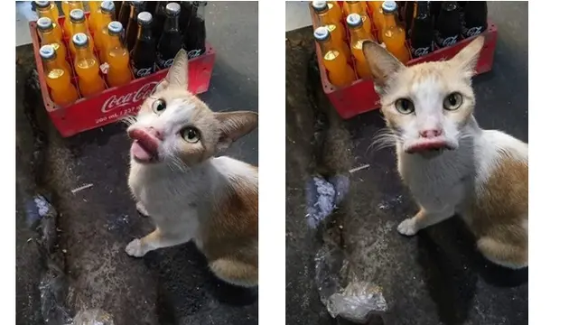Potret 5 Kucing yang Jadi Korban Sengatan Lebah Ini Bikin Syok