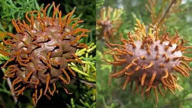 7 Potret Jamur dengan Bentuk Nyeleneh, Ada yang Terlihat Mengerikan