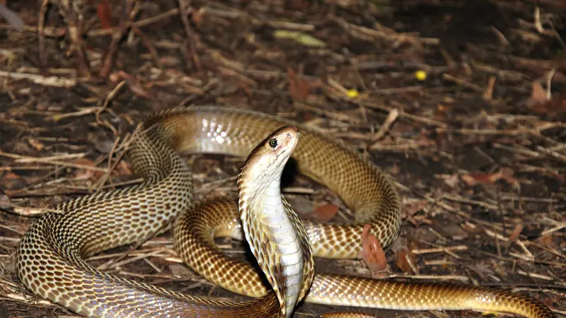 ilustrasi ular kobra