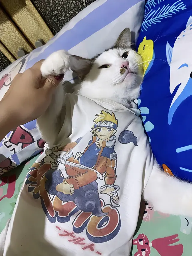 6 Potret Kucing Tidur Pakai Baju Kaus Ini Bikin Gemas, Layaknya Manusia