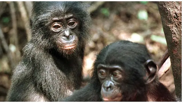 Foto : copyright advocacy-britannica.com