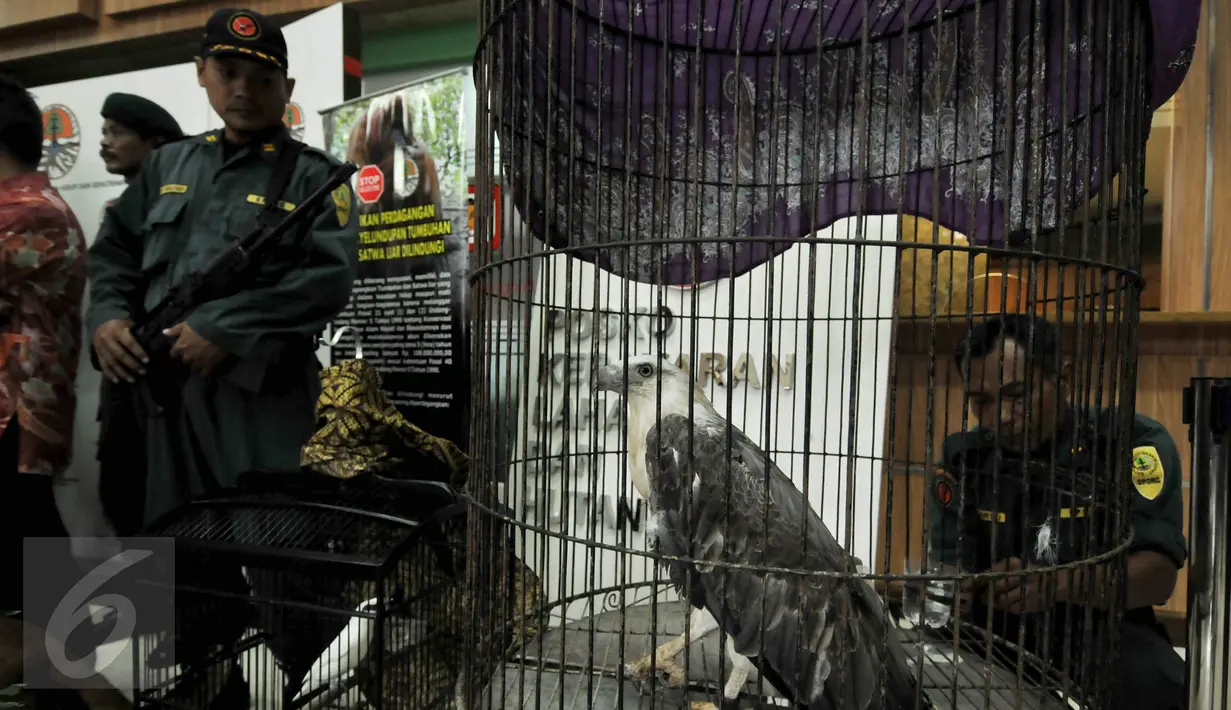 Petugas Kementerian Lingkungan Hidup dan Kehutanan (KLHK) menunjukkan burung elang saat menggelar barang bukti perdagangan hewan langka dan dilindungi di kantor KLHK, Jakarta, Jumat (15/1). (Liputan6.com/Johan Tallo)