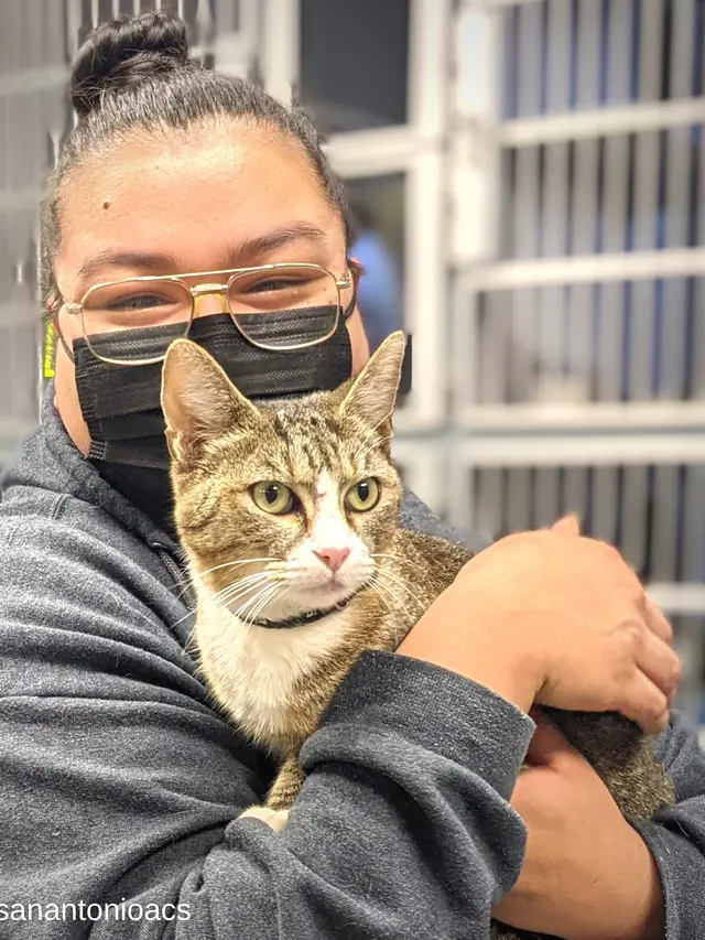Majikan di Texas Bertemu Kucingnya Setelah Enam Tahun Hilang (Sumber: Facebook / City of San Antonio Animal Care Services)