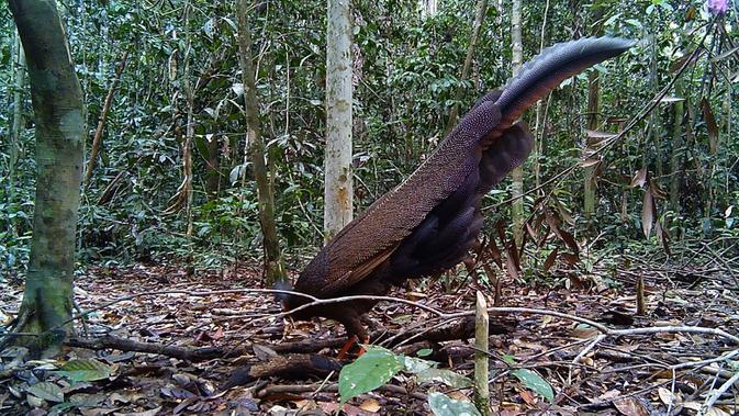 Penampakan Langka: Kuau, Sang Penari Hutan yang Muncul Kembali