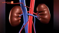 Walau tanpa organ ini, anda harus tetap didukung terapan ilmu kesehatan untuk bertahan hidup.