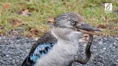 Seekor burung tengah melahap ular piton.