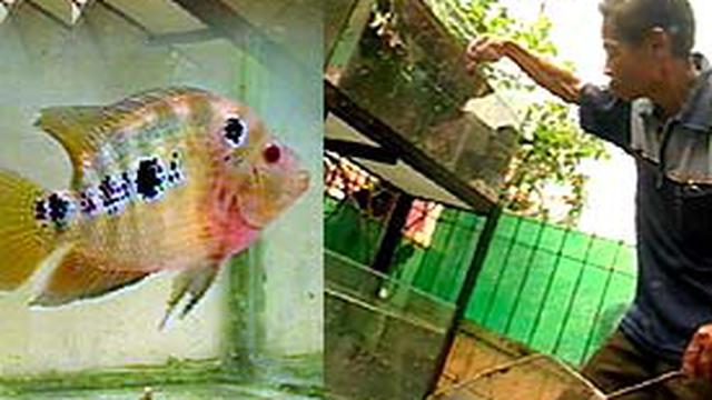 Lou Han Ikan Pendulang Rupiah News Liputan6 Com