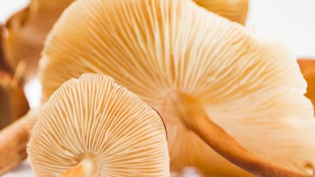 Ilustrasi jamur tiram